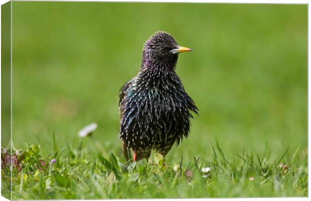 Common Starling in Meadow Canvas Print by Arterra 