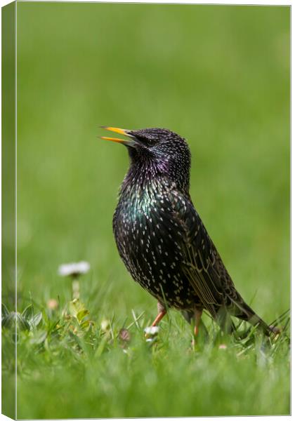 Starling Calling in Meadow Canvas Print by Arterra 