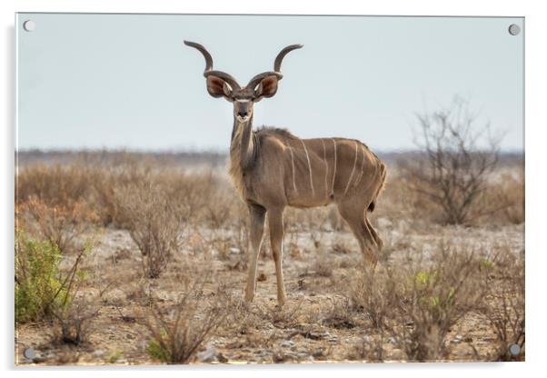 Male Greater Kudu, No. 2 Acrylic by Belinda Greb