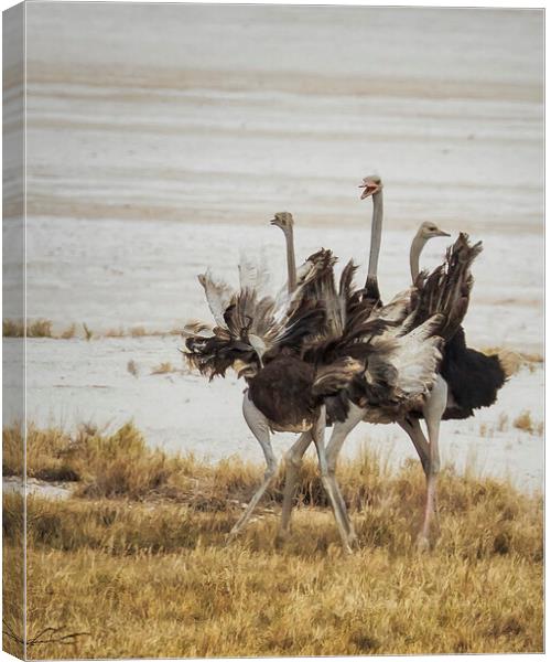 Three Ostriches, Feathers Aflutter Canvas Print by Belinda Greb