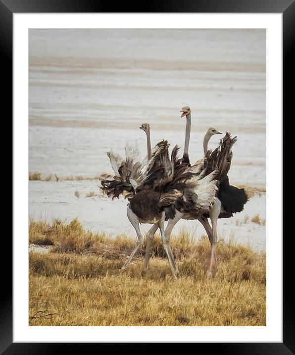 Three Ostriches, Feathers Aflutter Framed Mounted Print by Belinda Greb