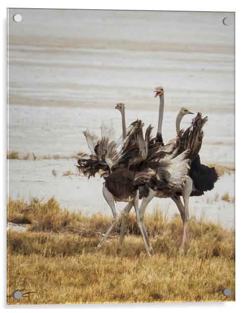 Three Ostriches, Feathers Aflutter Acrylic by Belinda Greb