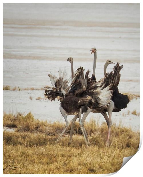 Three Ostriches, Feathers Aflutter Print by Belinda Greb