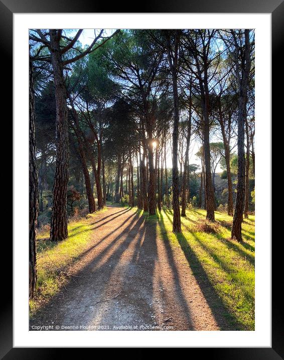 Sunlit Path in a Pine Forest Framed Mounted Print by Deanne Flouton