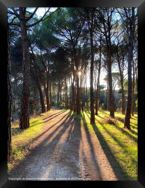Sunlit Path in a Pine Forest Framed Print by Deanne Flouton