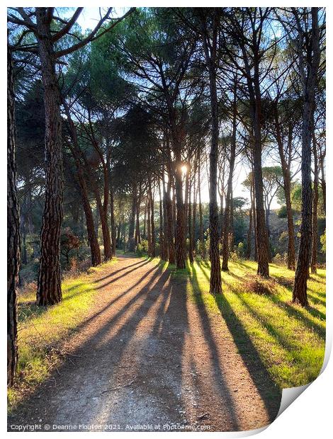 Sunlit Path in a Pine Forest Print by Deanne Flouton