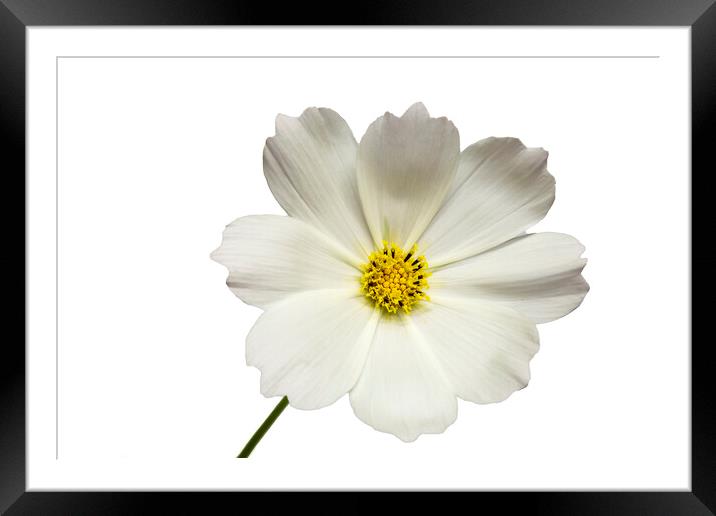 Cosmos Flower on a White Background Framed Mounted Print by Antonio Ribeiro