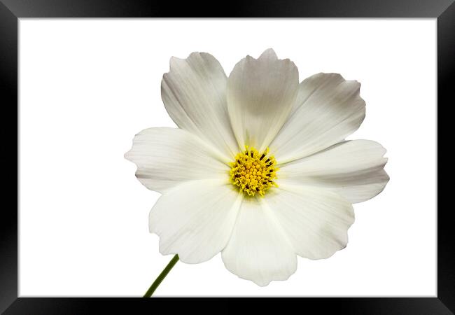 Cosmos Flower on a White Background Framed Print by Antonio Ribeiro