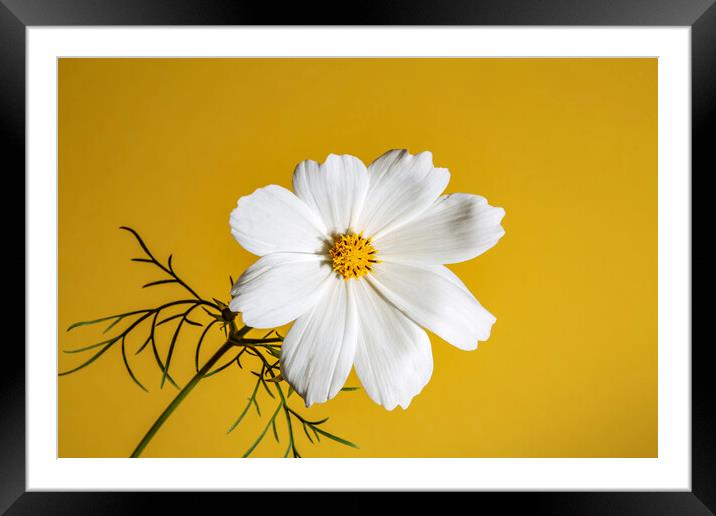 Cosmos Flower on a Yellow Background Framed Mounted Print by Antonio Ribeiro