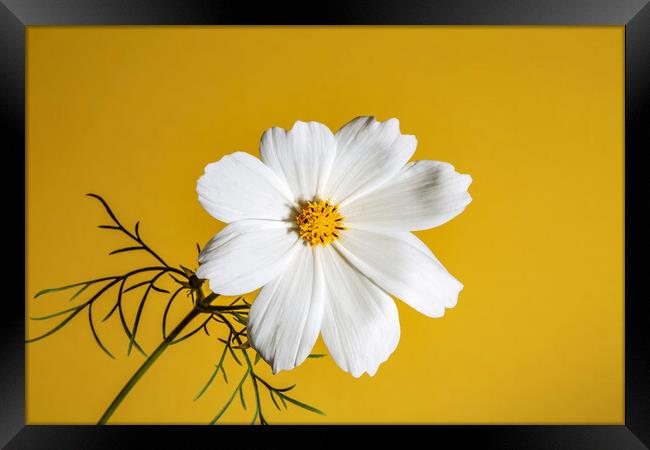 Cosmos Flower on a Yellow Background Framed Print by Antonio Ribeiro