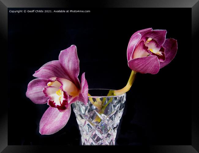  Pretty Purple pink Cymbidium Orchid in a Vase on  Framed Print by Geoff Childs