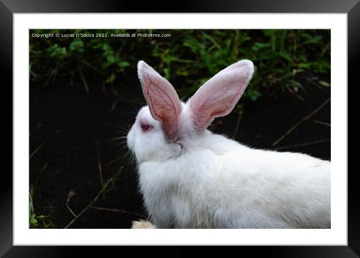 White Rabbit Framed Mounted Print by Lucas D'Souza