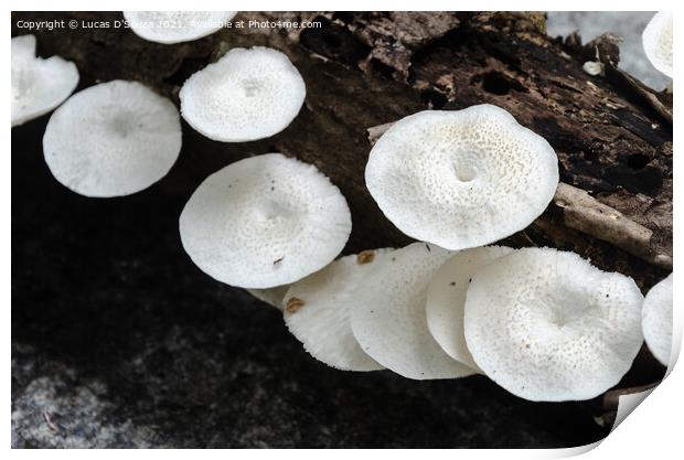 White mushrooms on a dead wood Print by Lucas D'Souza