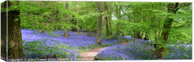Winding Bluebell pathway panoramic Canvas Print by Diana Mower
