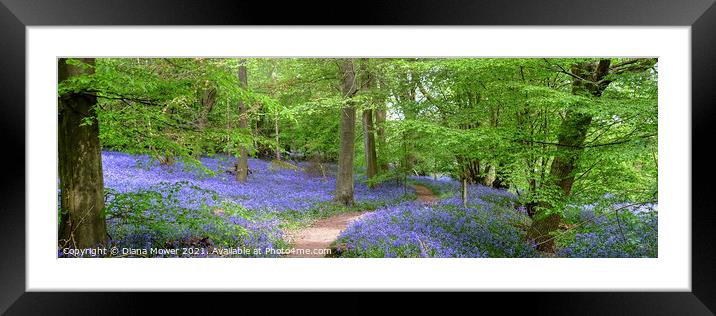 Winding Bluebell pathway panoramic Framed Mounted Print by Diana Mower