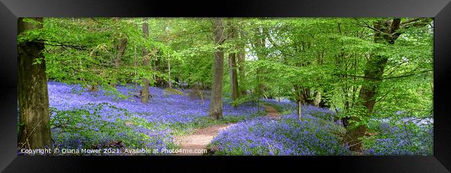 Winding Bluebell pathway panoramic Framed Print by Diana Mower