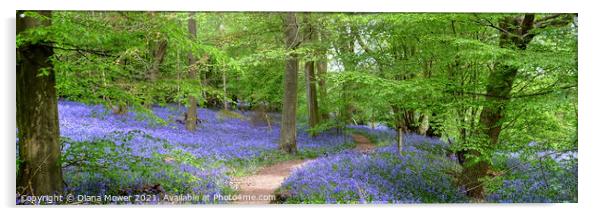 Winding Bluebell pathway panoramic Acrylic by Diana Mower