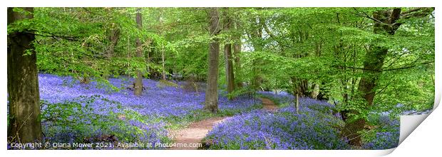 Winding Bluebell pathway panoramic Print by Diana Mower