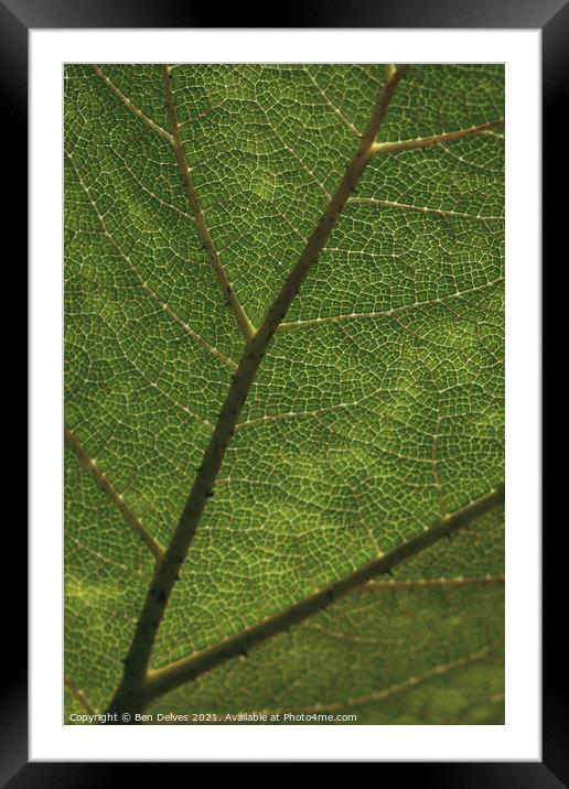 Nature's Intricacies Framed Mounted Print by Ben Delves