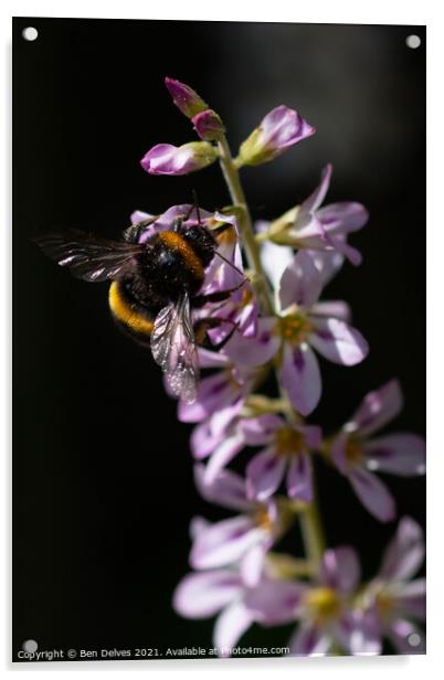 Bumblebee pollinating Acrylic by Ben Delves
