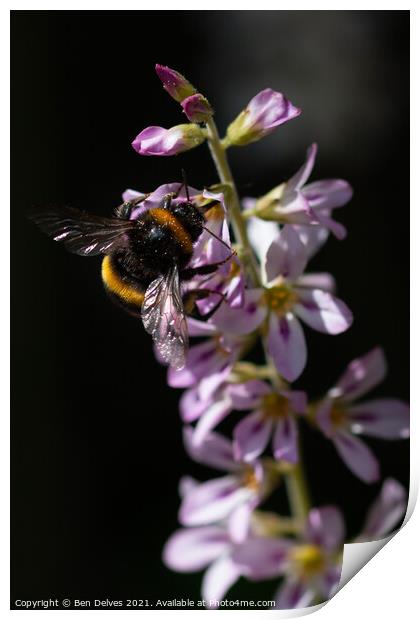 Bumblebee pollinating Print by Ben Delves