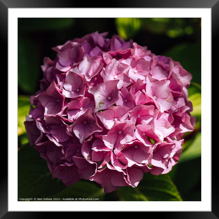Hydrangea blossom from above Framed Mounted Print by Ben Delves