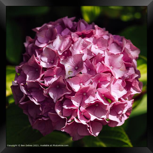 Hydrangea blossom from above Framed Print by Ben Delves