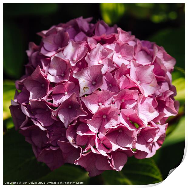 Hydrangea blossom from above Print by Ben Delves