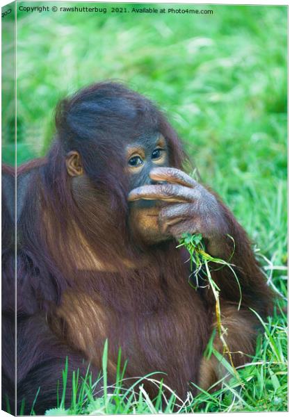 Sneaky Look From The Orangutan Youngster Canvas Print by rawshutterbug 