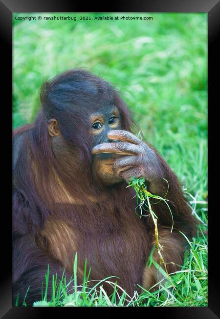 Sneaky Look From The Orangutan Youngster Framed Print by rawshutterbug 