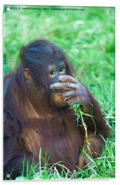 Sneaky Look From The Orangutan Youngster Acrylic by rawshutterbug 