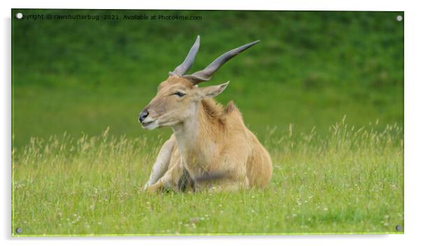 Spiral-horned Antelope Acrylic by rawshutterbug 