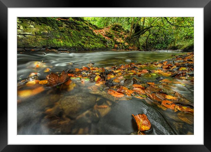 Autumn Stream  Framed Mounted Print by Neil Holman