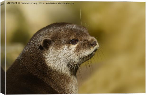Otter Looking Over His Shoulder Canvas Print by rawshutterbug 