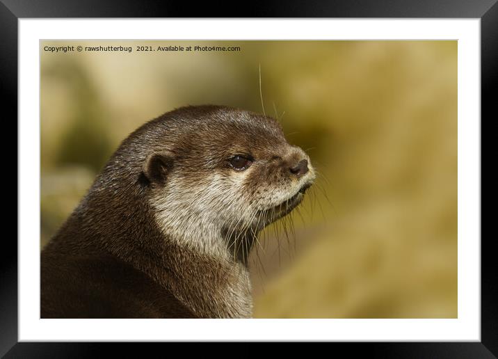 Otter Looking Over His Shoulder Framed Mounted Print by rawshutterbug 