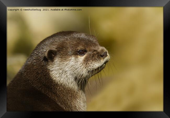 Otter Looking Over His Shoulder Framed Print by rawshutterbug 