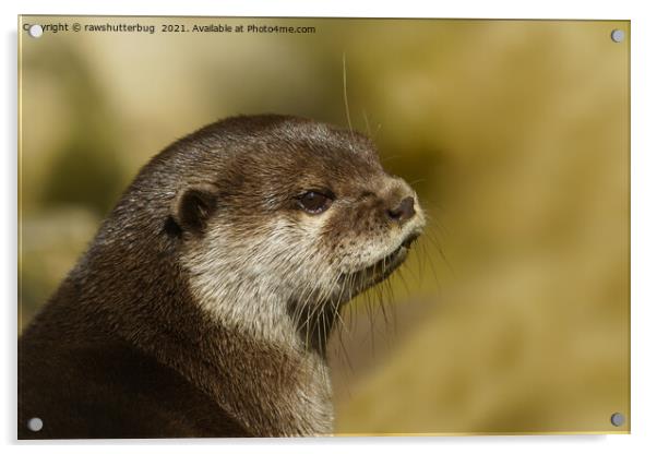 Otter Looking Over His Shoulder Acrylic by rawshutterbug 