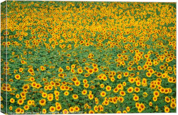 Sunflower field Canvas Print by Chris Rose