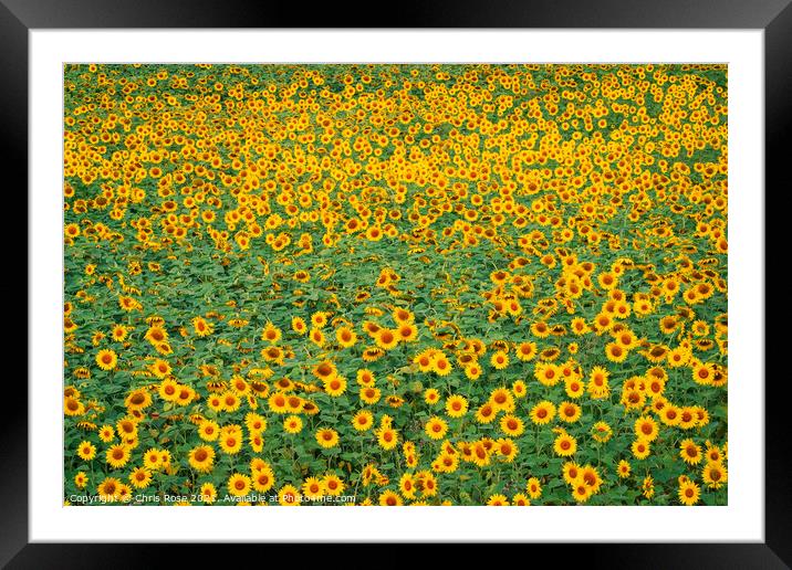 Sunflower field Framed Mounted Print by Chris Rose