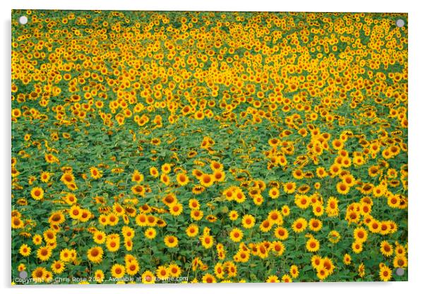 Sunflower field Acrylic by Chris Rose