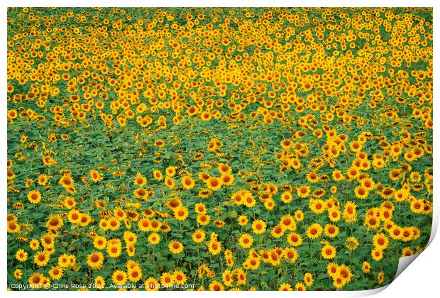 Sunflower field Print by Chris Rose