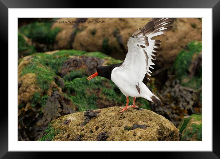 A QUICK LANDING Framed Mounted Print by andrew saxton