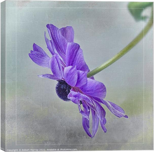 Blue Anemone Canvas Print by Robert Murray