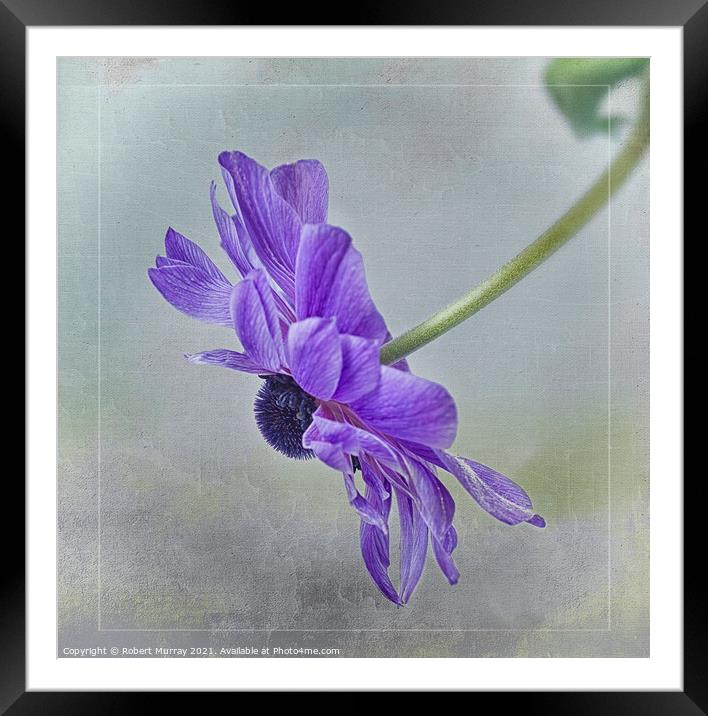 Blue Anemone Framed Mounted Print by Robert Murray