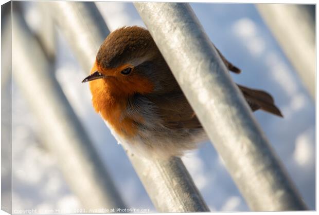 Robin on the Fence Canvas Print by Ken Hunter