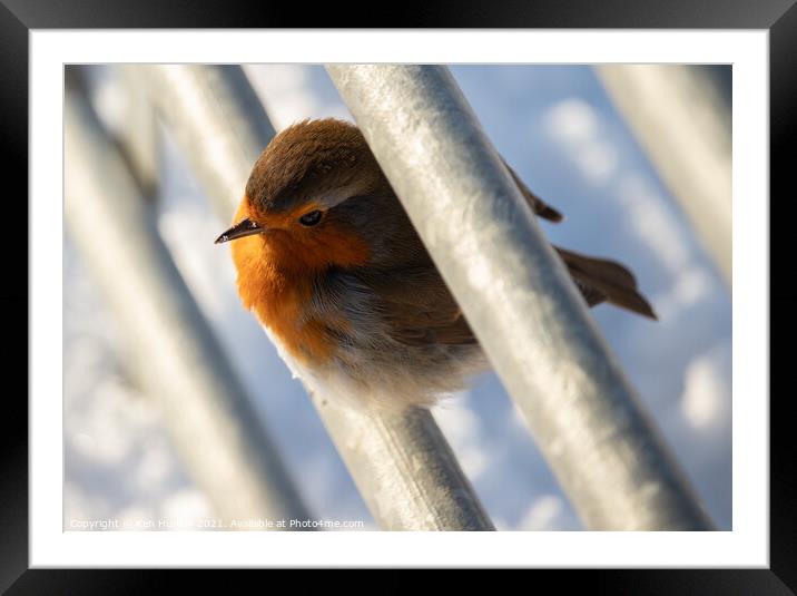 Robin on the Fence Framed Mounted Print by Ken Hunter
