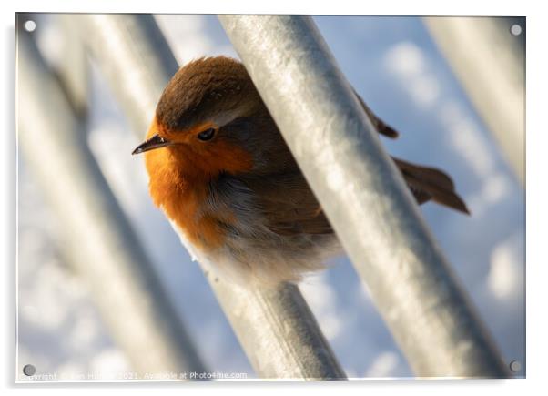 Robin on the Fence Acrylic by Ken Hunter