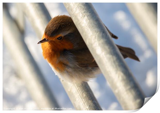 Robin on the Fence Print by Ken Hunter