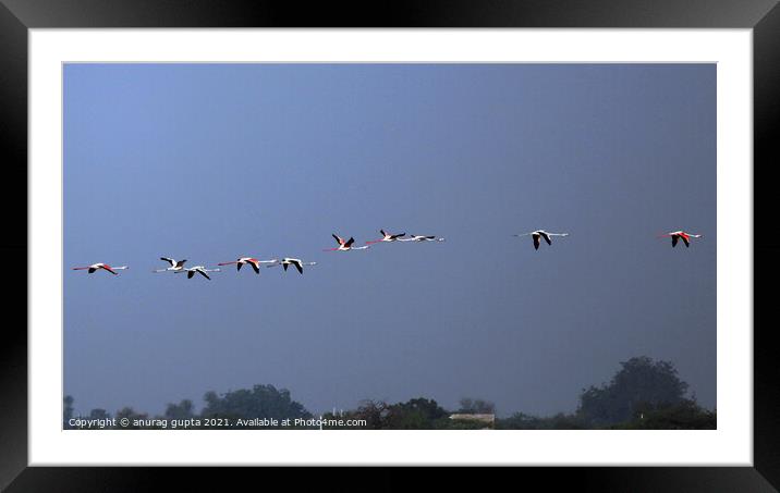 Flamingos Framed Mounted Print by anurag gupta