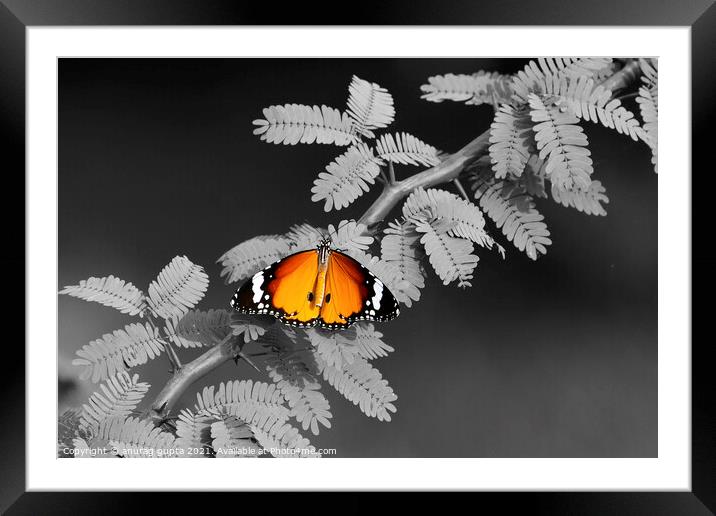 Plain Tiger Butterfly Framed Mounted Print by anurag gupta